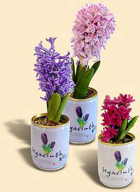 Can Flowers Hyacinth